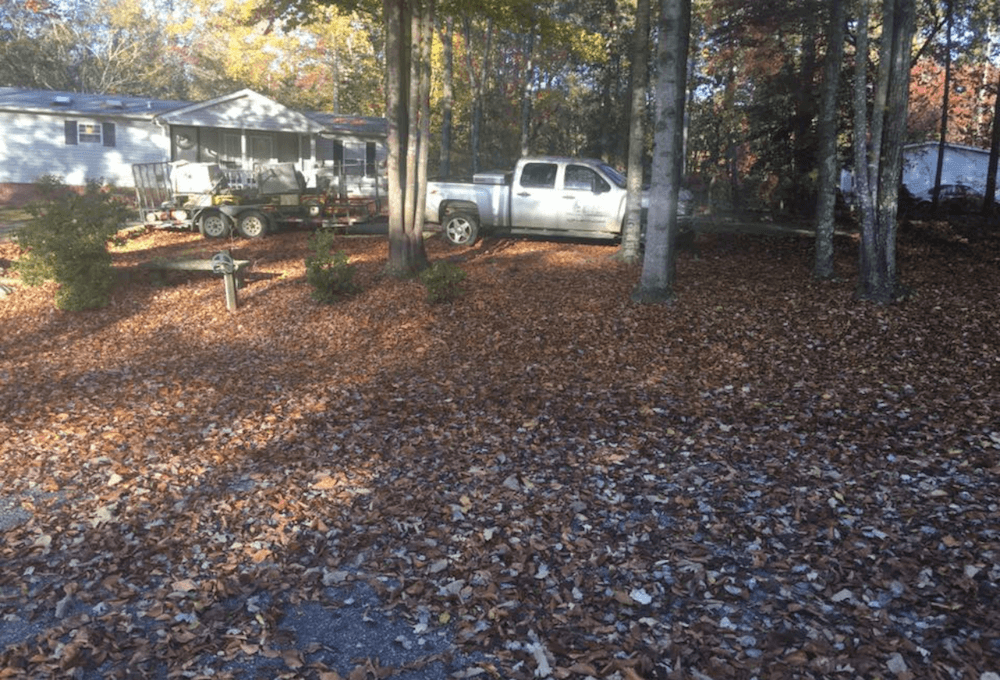 Leaves covering ground